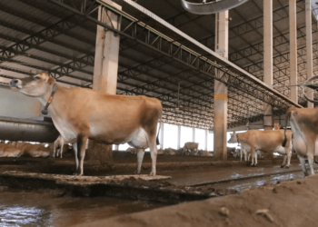 Estrutura para contornar o estresse calórico