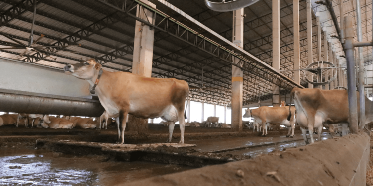 Estrutura para contornar o estresse calórico