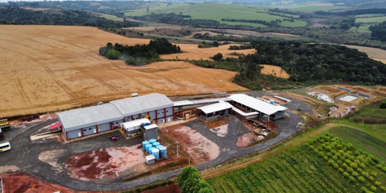 Novos frigoríficos impulsionam ovinocultura no Paraná