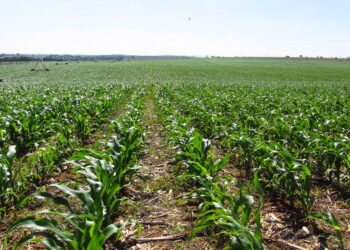 O milho cresce sob o olhar do dono da lavoura