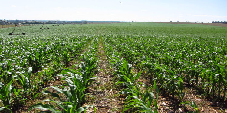 O milho cresce sob o olhar do dono da lavoura