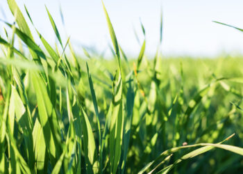 QUE CAPIM EU PLANTO?