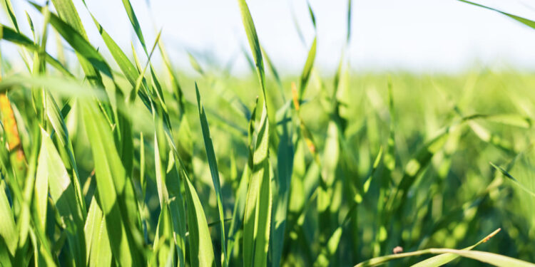 QUE CAPIM EU PLANTO?