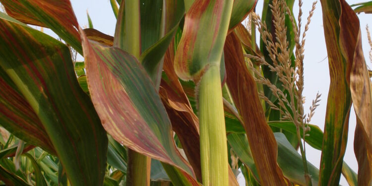 Milho: estratégias para o manejo dos enfezamentos