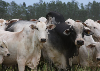 DEP para caráter Mocho