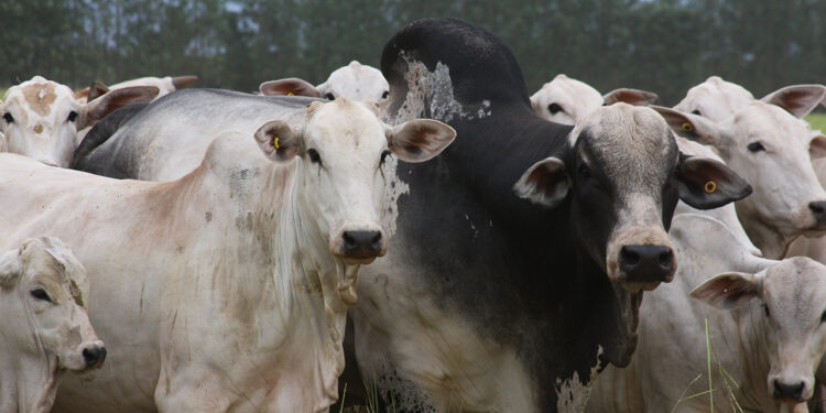 DEP para caráter Mocho