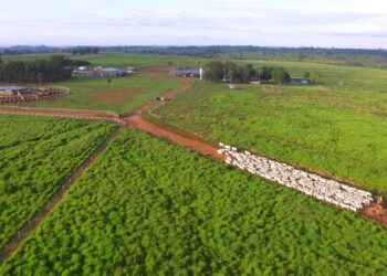 Vença os desafios na estação de monta