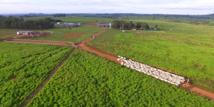 Vença os desafios na estação de monta