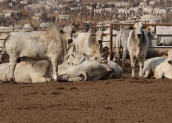 Clostridioses são a segunda maior causa de óbitos