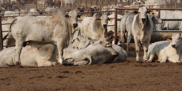 Clostridioses são a segunda maior causa de óbitos