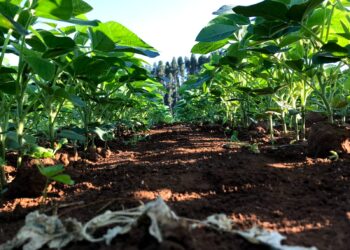 PD e manejo da água otimizam sistemas de irrigação na soja