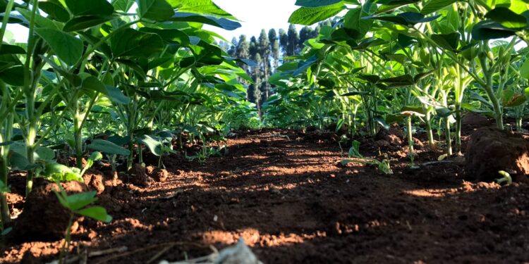 PD e manejo da água otimizam sistemas de irrigação na soja