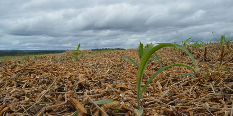 Milho: um plantio diferente que rende mais