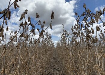 SOJA – Mais que sustentável: certificada