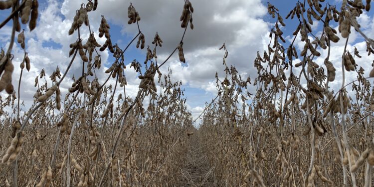 SOJA – Mais que sustentável: certificada