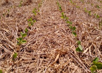 Arenosos? Sim, e muito produtivos