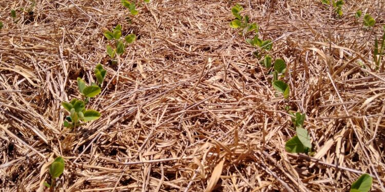 Arenosos? Sim, e muito produtivos