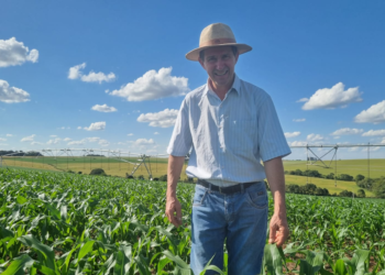 Rei do milho: 302 sacas por hectare