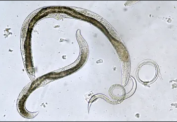 Manejo preciso de nematoides