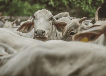 Momento é de transição do ciclo pecuário