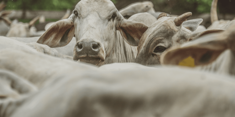 Momento é de transição do ciclo pecuário