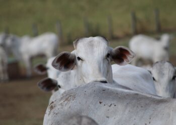 Altos e baixos da pecuária de corte em 2022