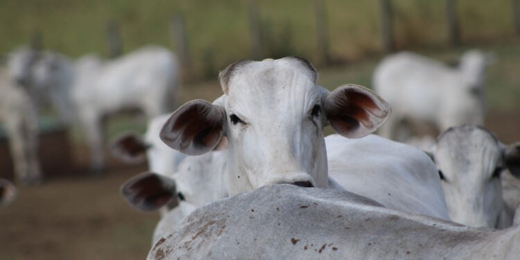 Altos e baixos da pecuária de corte em 2022