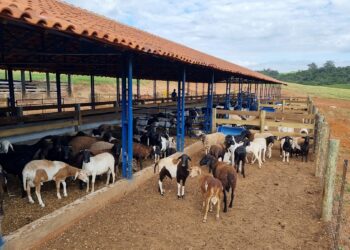 Avanços do melhoramento genético e das biotecnologias reprodutivas na ovinocultura