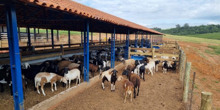 Avanços do melhoramento genético e das biotecnologias reprodutivas na ovinocultura