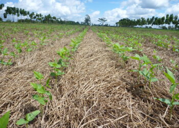 Carbono: lucro extra no horizonte