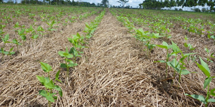 Carbono: lucro extra no horizonte