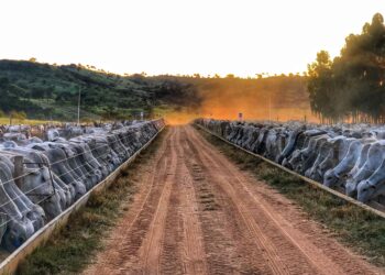 Ano deve terminar com 6 milhões de bovinos confinados
