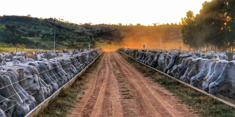 Ano deve terminar com 6 milhões de bovinos confinados