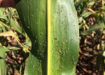 Controle a cigarrinha-do-milho na safrinha!