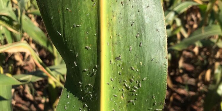 Controle a cigarrinha-do-milho na safrinha!