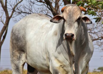 Ano difícil para a venda de touros