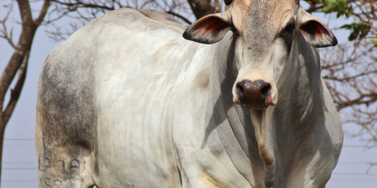 Ano difícil para a venda de touros
