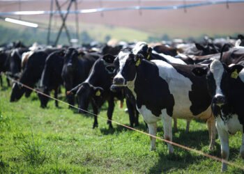 Menor captação e custos altos derrubam produção