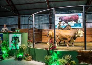 Recordes marcam temporada de leilões das raças Hereford e Braford