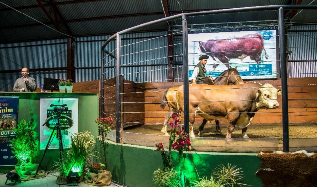 Recordes marcam temporada de leilões das raças Hereford e Braford