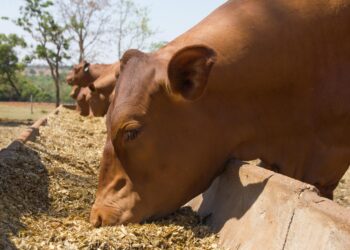 Após crescimentos contínuos, venda de suplementos recua