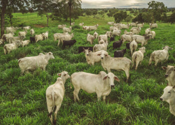 Degradação de pastagens