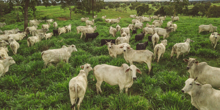 Degradação de pastagens