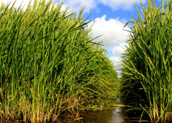O uso racional da água no arroz