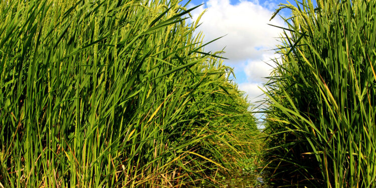 O uso racional da água no arroz