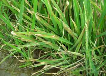 O enfrentamento da devastadora brusone no arroz