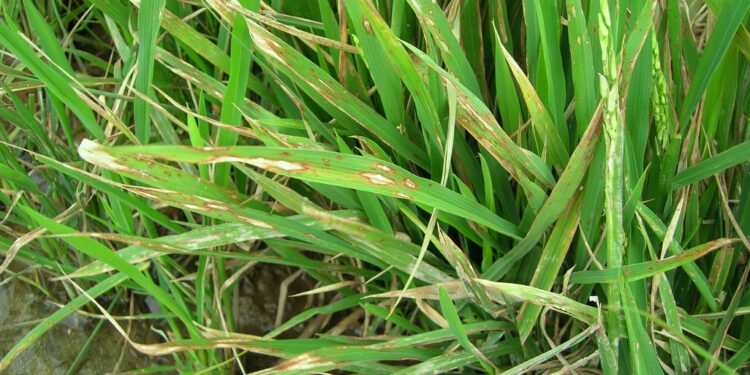 O enfrentamento da devastadora brusone no arroz