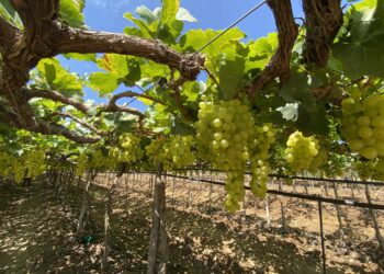 Um oásis de produção viabilizado pela irrigação