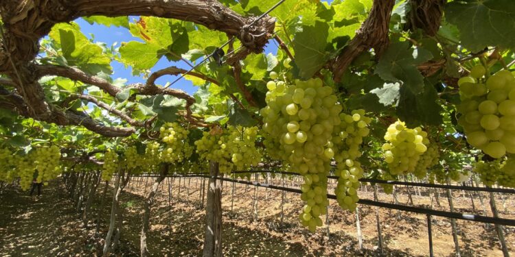 Um oásis de produção viabilizado pela irrigação