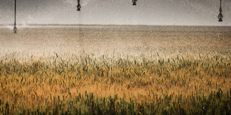 Irrigação de precisão: mais produtividade e economia